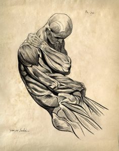 https://www.etsy.com/listing/45752652/anatomy-sketch-vintage-reproduction